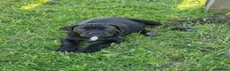 Cane Corso dogs for sale: Absolutely stunning Cane Corso’s  - Advert 28