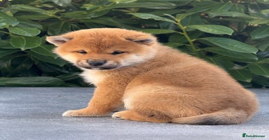 Japanese Shiba Inu dogs KC registered red Shiba Inu puppies clear DNA - Advert 3