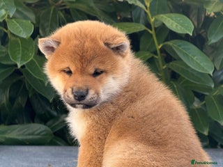 Japanese Shiba Inu dogs KC registered red Shiba Inu puppies clear DNA - Advert 7
