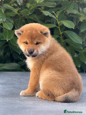 Japanese Shiba Inu dogs KC registered red Shiba Inu puppies clear DNA - Advert 1