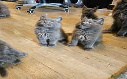 Maine Coon cats for sale: 🔥*Stunning Litter of 8💎Solid Blue Maine Coon*🔥  - Image 15