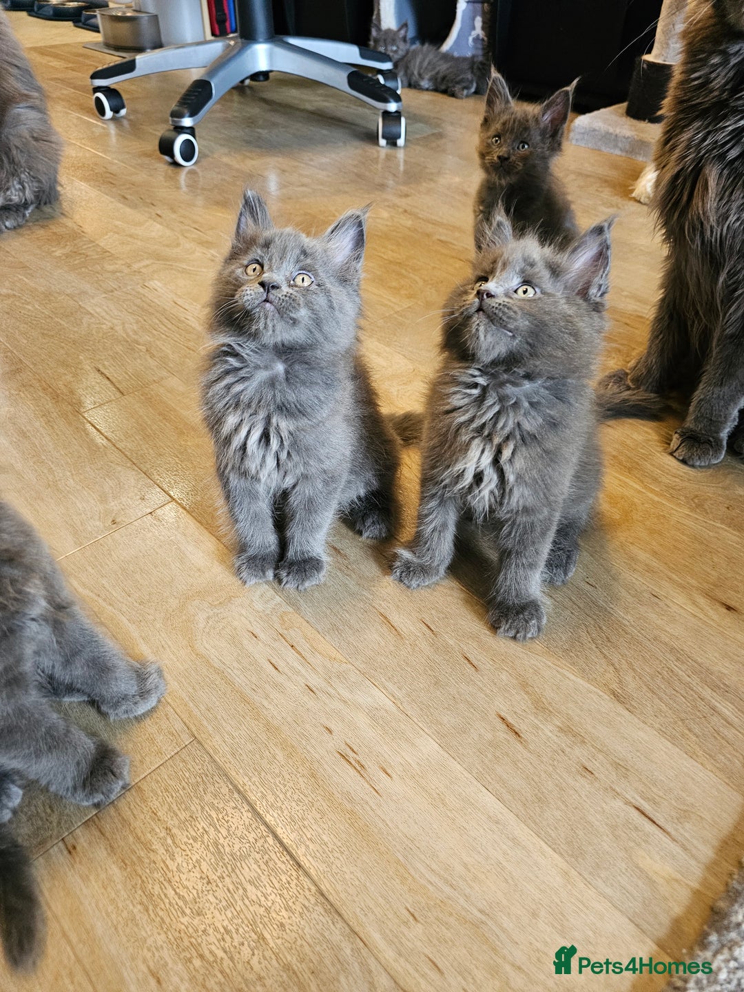 Maine Coon cats for sale: 🔥*Stunning Litter of 8💎Solid Blue Maine Coon*🔥  - Image 15