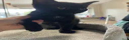 Mixed Breed cats for sale: X2 Black kittens ready to leave  in Mablethorpe - Advert 2