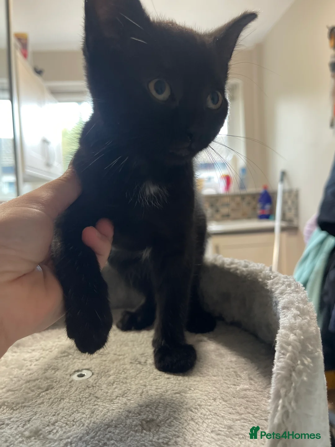 Mixed Breed cats for sale: X2 Black kittens ready to leave  in Mablethorpe - Advert 2