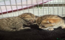 Savannah cats for sale: Stunning Savannah Kittens - Image 18