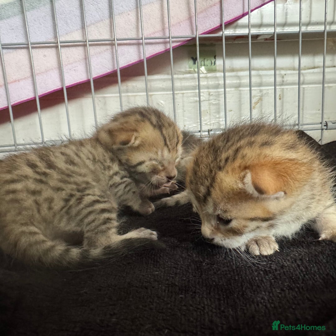 Savannah cats for sale: Stunning Savannah Kittens - Image 18