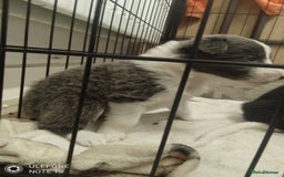 Border Collie dogs for sale: Border collie puppies - Image 9