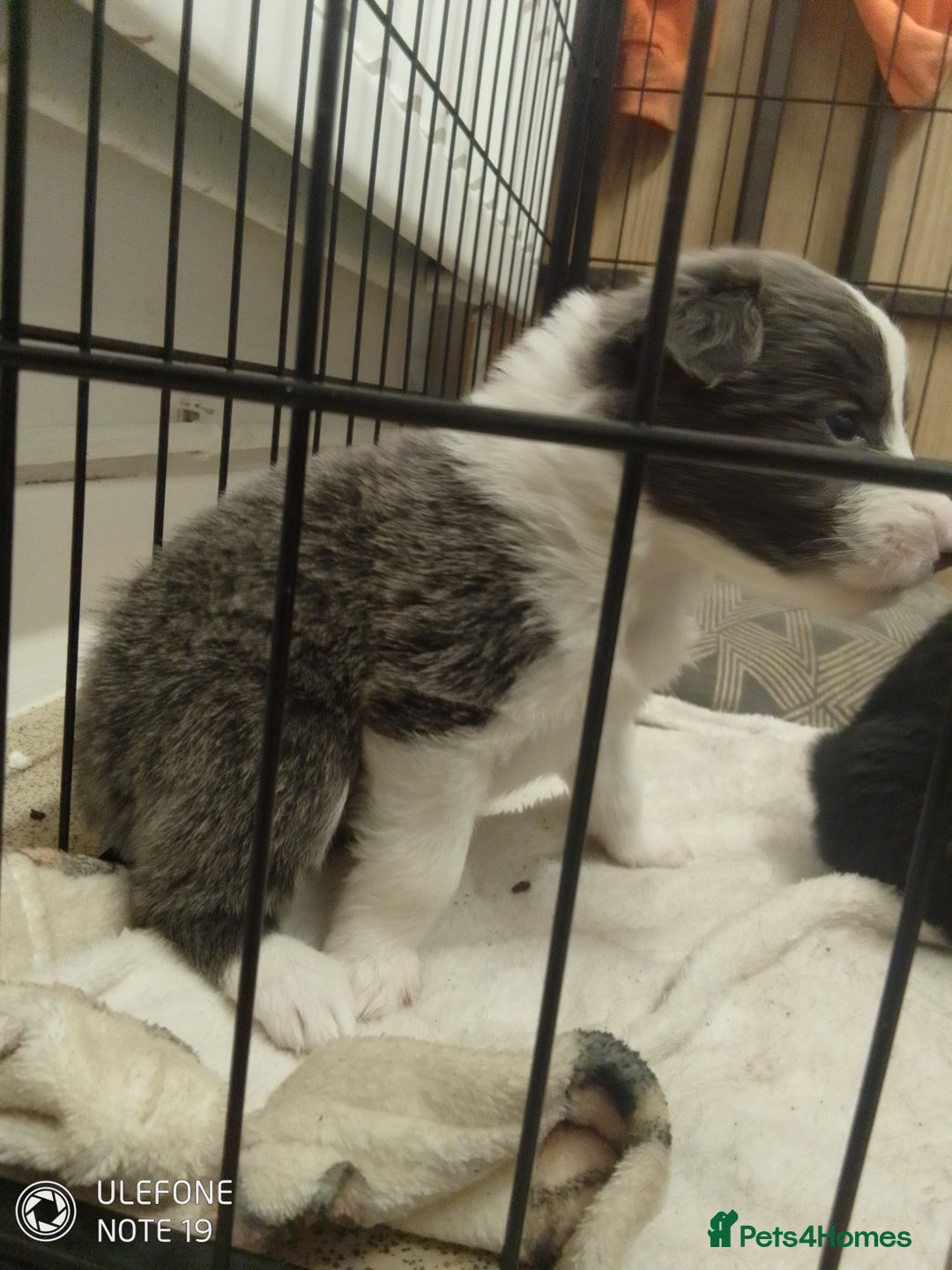 Border Collie dogs for sale: Border collie puppies - Image 9