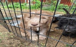 Bedlington Terrier dogs for sale: Bedlington Terrier puppies for sale in Hertford - Image 37