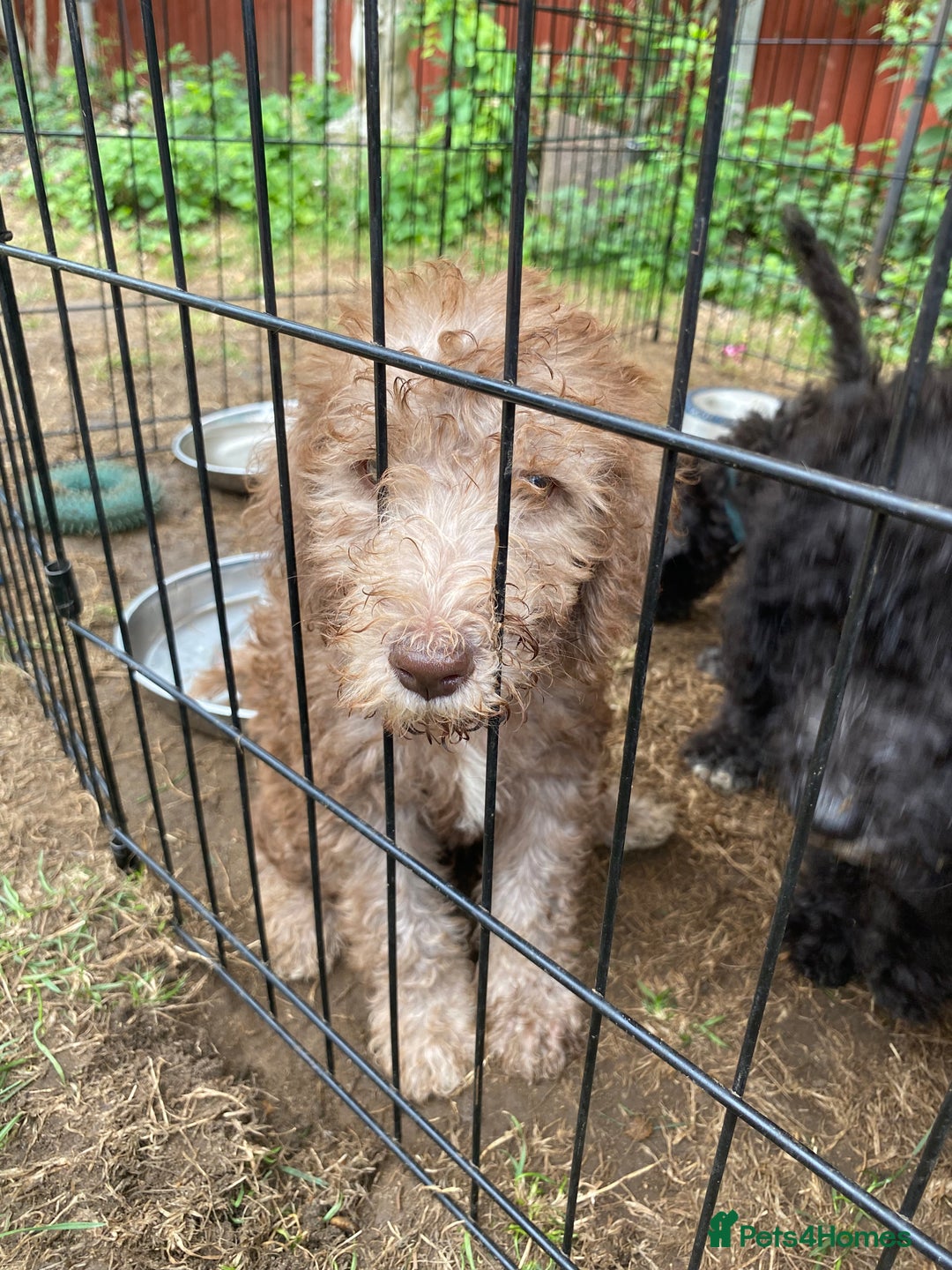 Bedlington Terrier dogs for sale: Bedlington Terrier puppies for sale in Hertford - Image 37