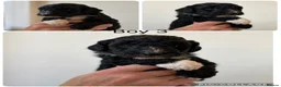 Mixed Breed dogs for sale: Terrier x poodle puppies  - Advert 8