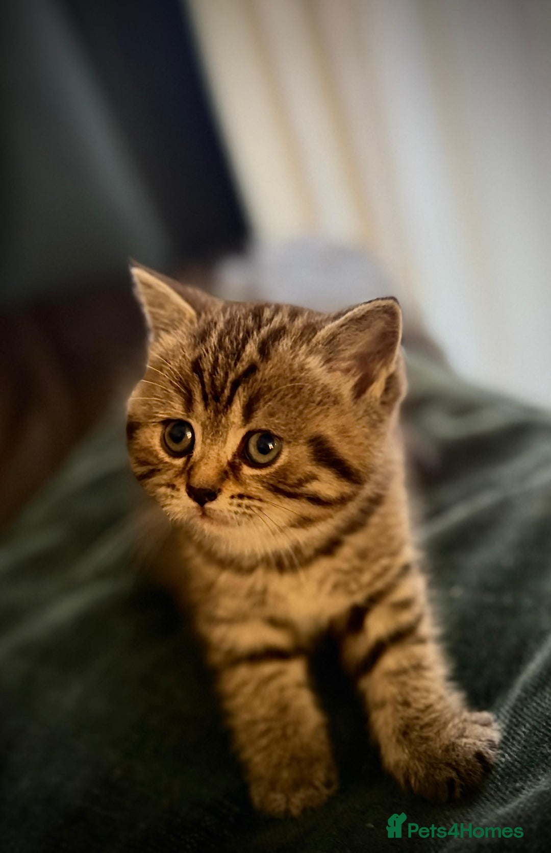 Scottish Fold cats for sale: For sale: five Scottish Kittens  - Image 3