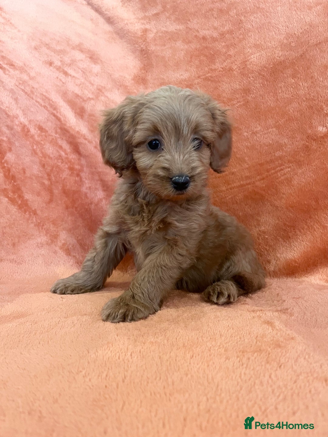 Cockapoo dogs for sale: F1b toy cockapoo puppies for sale 6 left  - Advert 1