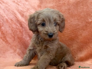 Cockapoo dogs for sale: F1b toy cockapoo puppies for sale 6 left - Advert 1