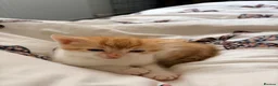 Domestic Shorthair cats for sale: 3 ginger and white boy kittens  in Cumnock - Advert 17