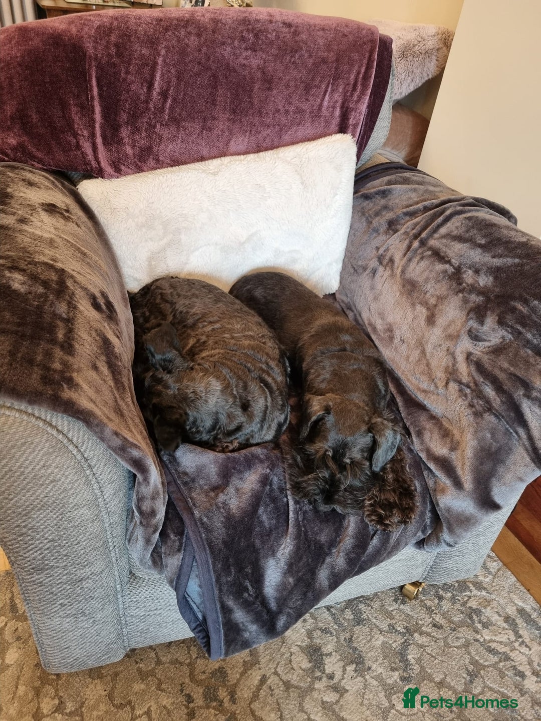 Miniature Schnauzer dogs for sale: Outstanding Miniature Schnauzer Puppies  - Advert 10