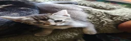 Mixed Breed cats for sale: Half and full Bengal  - Advert 7