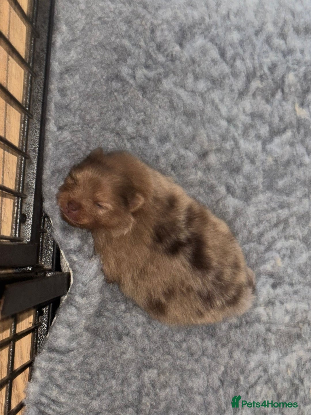 Pomeranian dogs for sale: Mini Pomeranians - Image 11