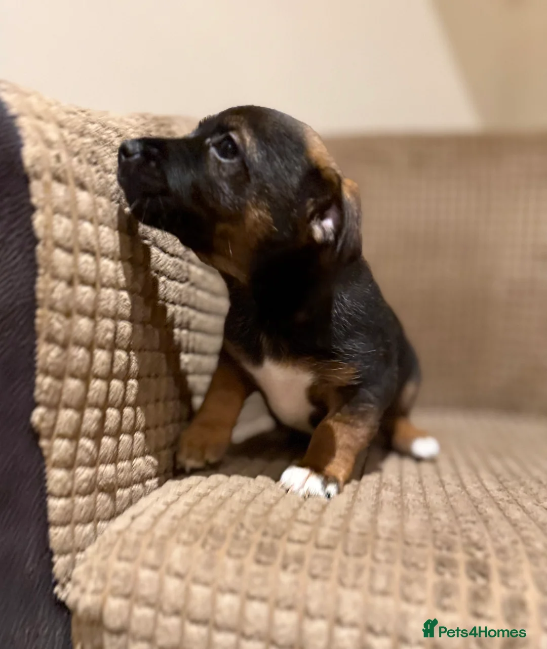 Jack Russell dogs for sale: Gorgeous miniature Jack Russel puppies ready now - Advert 5