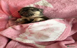 French Bulldog dogs for sale: Chunky French bulldog puppies  - Image 39