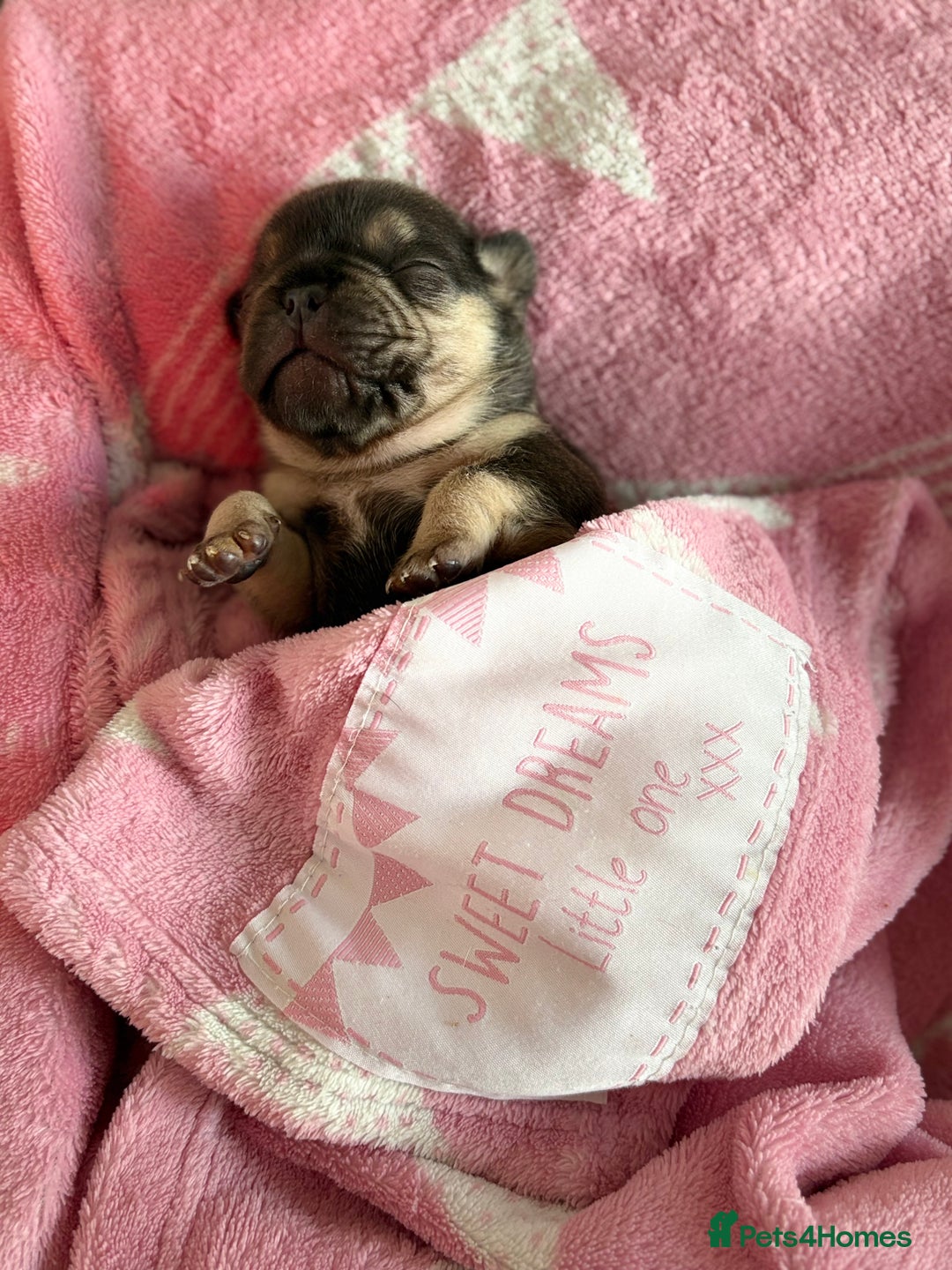 French Bulldog dogs for sale: Chunky French bulldog puppies  - Image 39