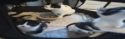 Mixed Breed cats for sale: Gorgeous mixed Breed kittens  - Advert 13