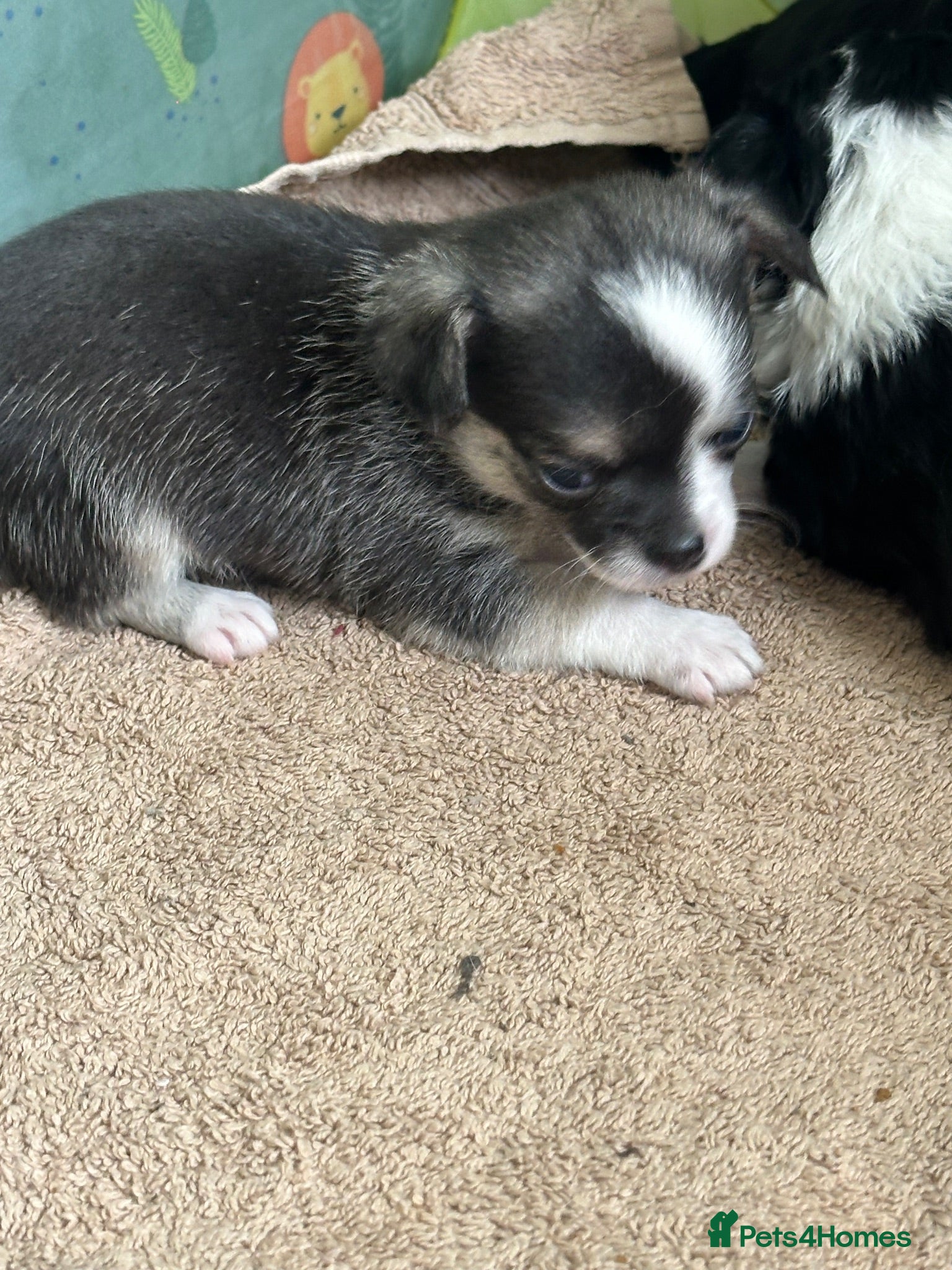Chihuahua dogs Chihuahua puppies ONLY 1 boy left , ready mid sept - Advert 12