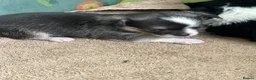 Chihuahua dogs for sale: Chihuahua puppies 2 boys & 1 girl, ready mid sept in Doncaster - Advert 10