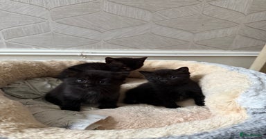 British Shorthair cats - Advert 13