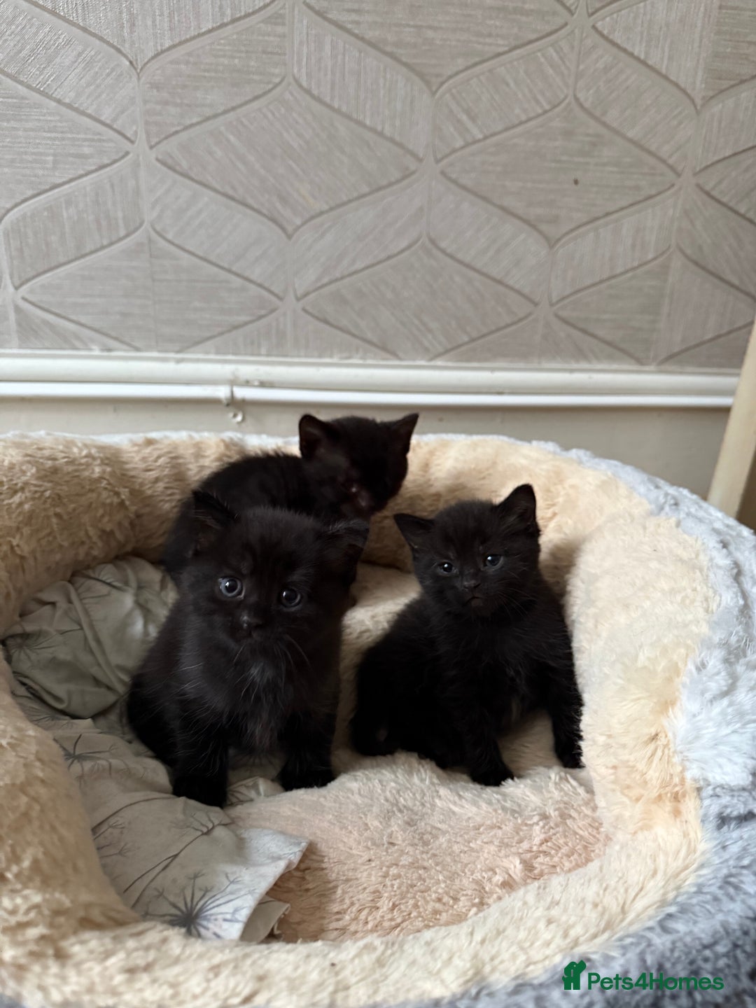 British Shorthair cats for sale: British shorthair mixed kittens  - Image 2