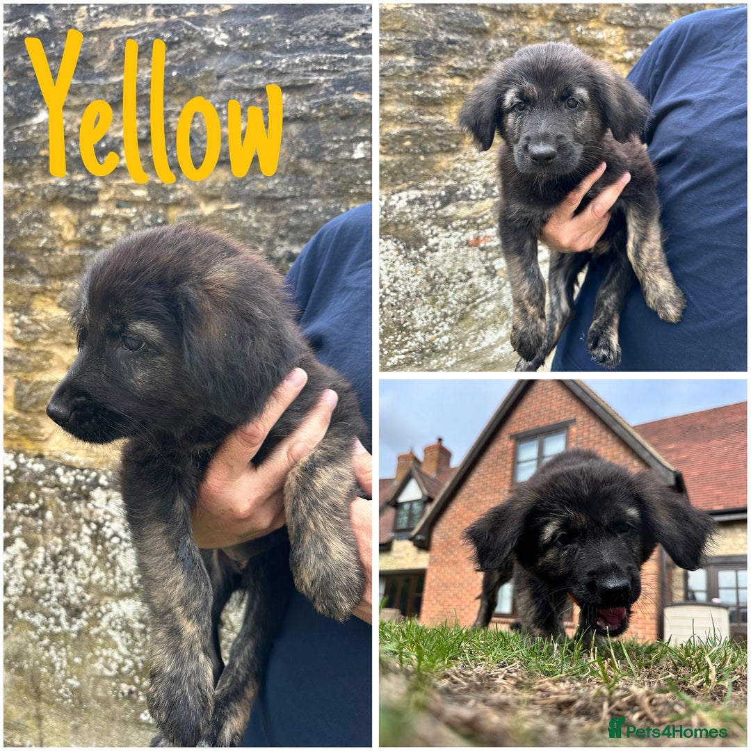 Golden Retriever dogs for sale: Golden Shepherd Puppies ready now!  - Image 3