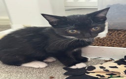 Mixed Breed cats for sale: 3x tuxedo 1x tabby - Image 5
