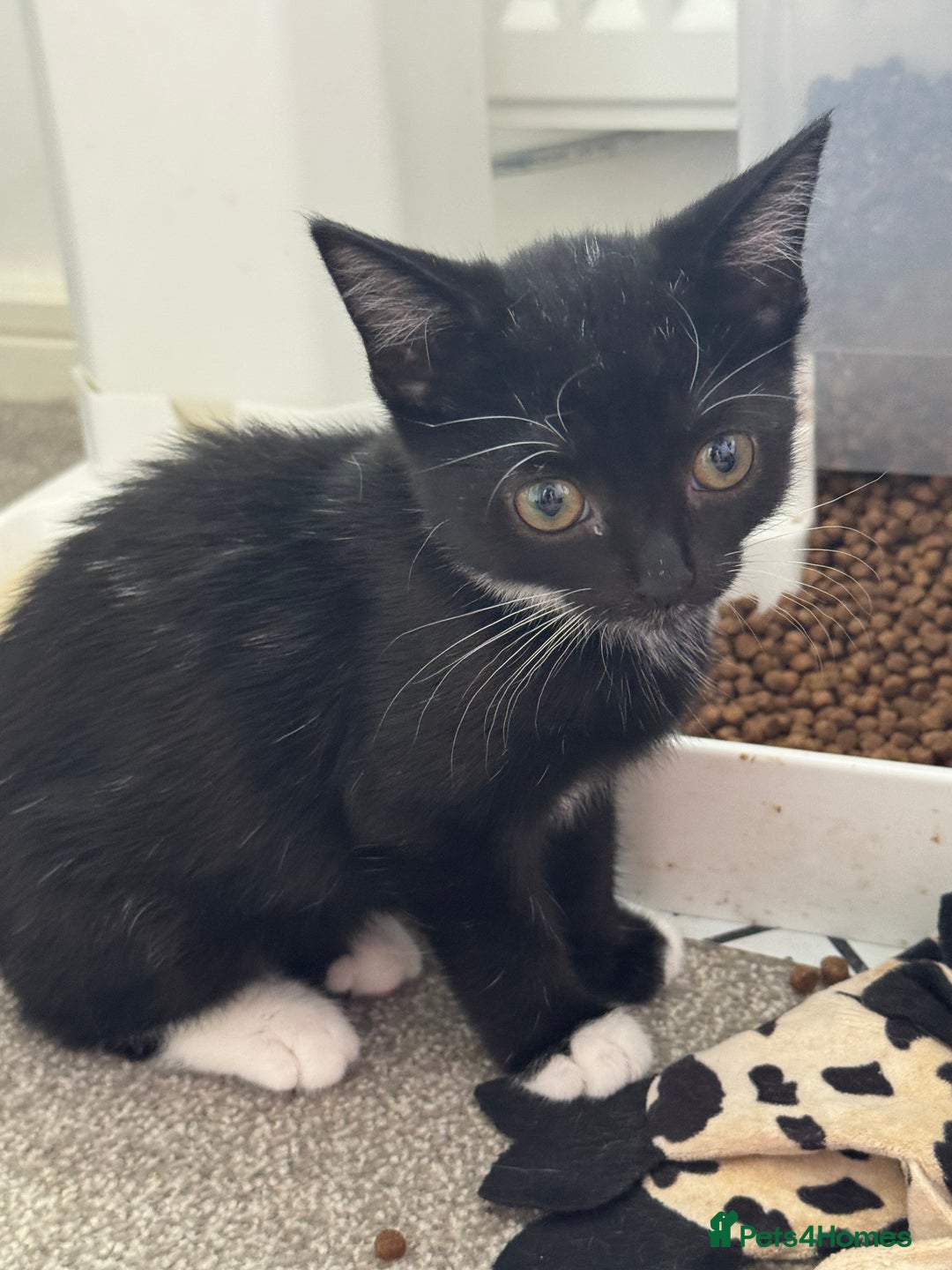 Mixed Breed cats for sale: 3x tuxedo 1x tabby - Image 5