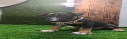 English Bull Terrier dogs for sale: 3 Beautiful English Bull Terrier Puppies  - Advert 11