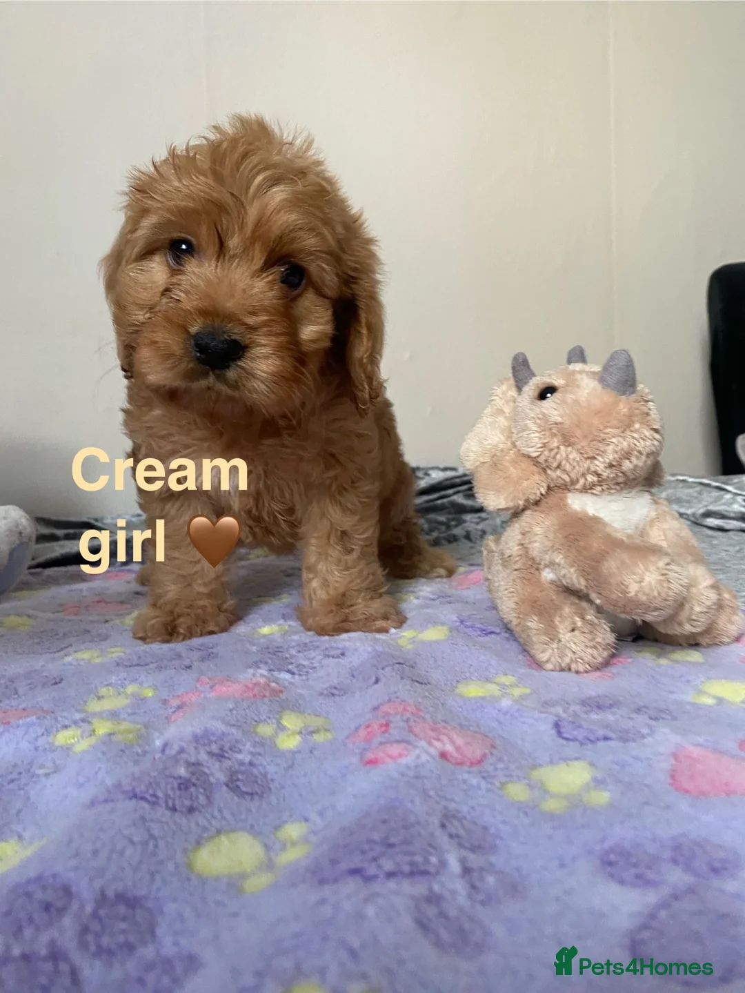 Cockapoo dogs for sale: 💕 cockapoo pups 💕 - Advert 2
