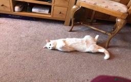 Mixed Breed cats for sale: Free Neutered female free - Image 1