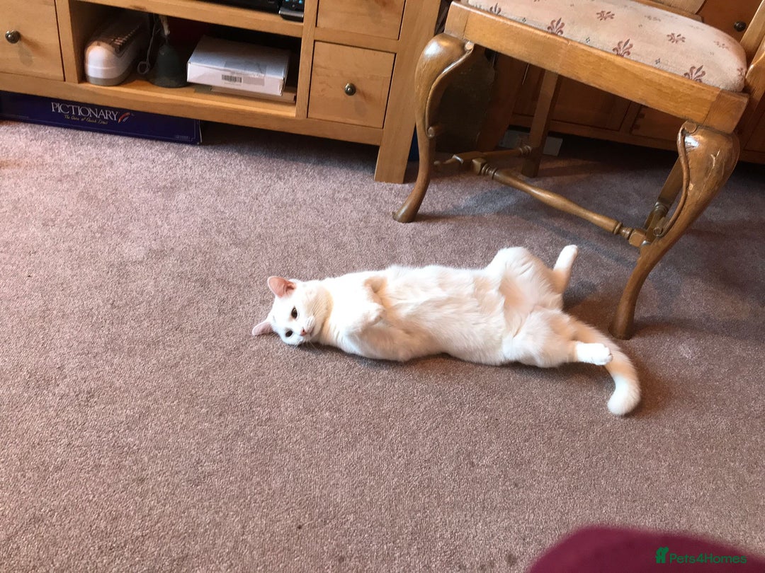 Mixed Breed cats for sale: Free Neutered female free - Image 1