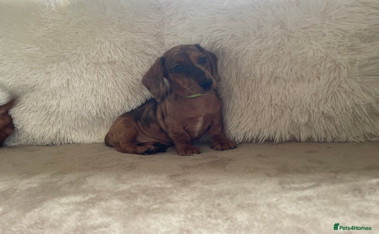 Miniature Dachshund dogs - Advert 16