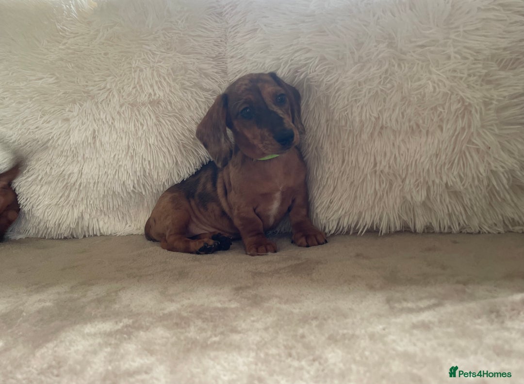 Miniature Dachshund dogs for sale: 🌈😍1 outstanding boy Dachund ready now 😍🌈 - Image 14