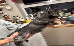 Doxiepoo dogs for sale: doxipoo puppies READY NOW - Image 12