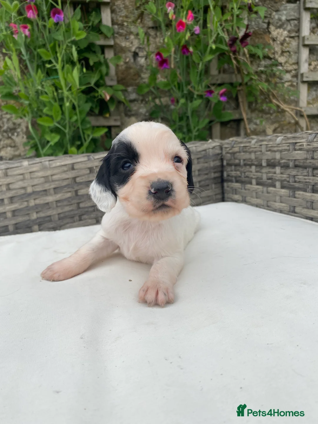 Cocker Spaniel dogs for sale: Cocker spaniel puppies £900 - Advert 2