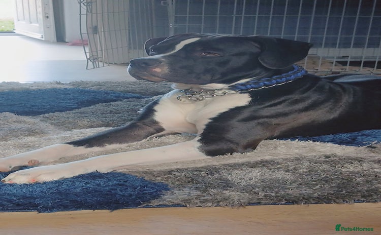 Mixed Breed dogs - Advert 1