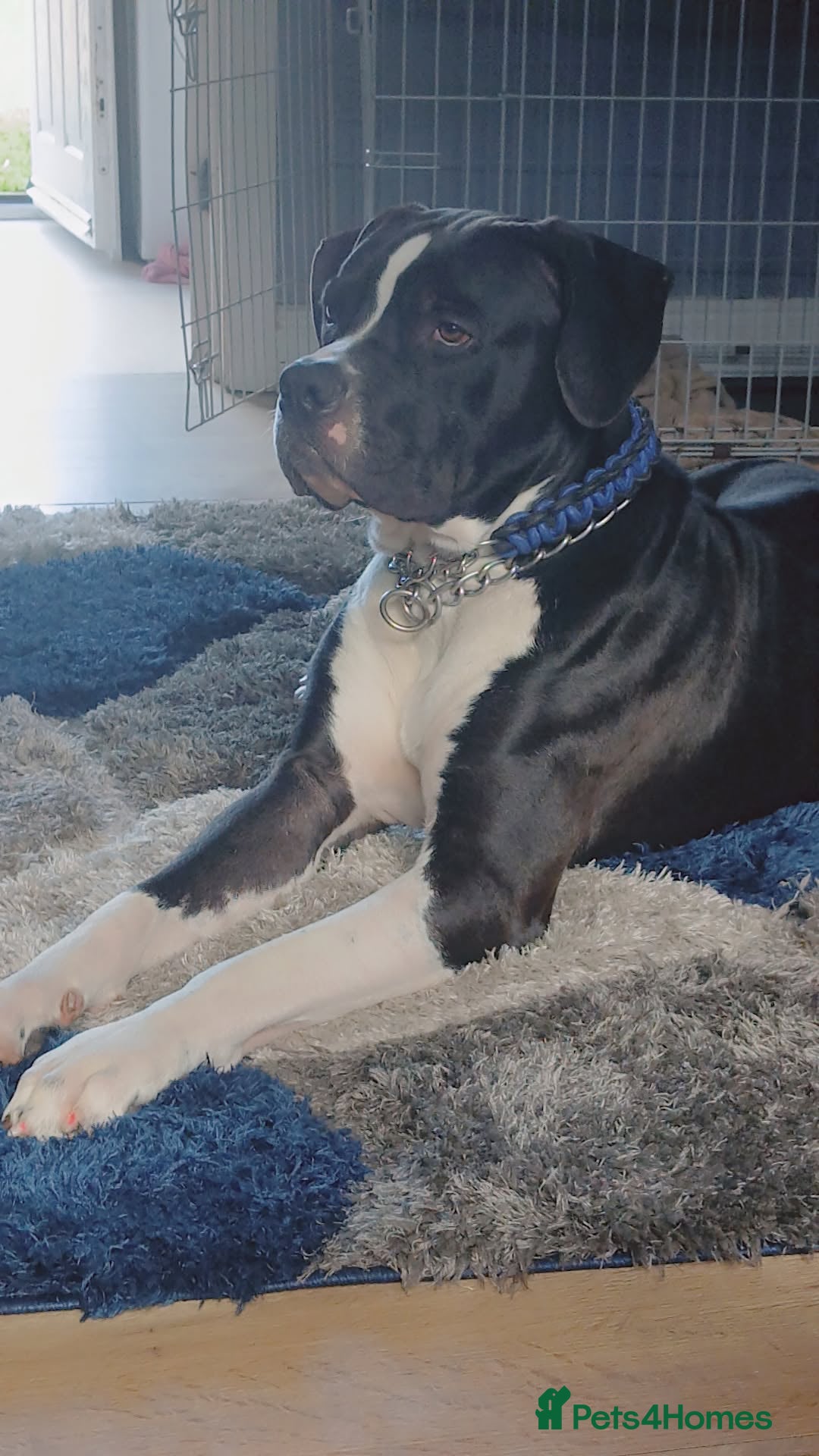 Mixed Breed dogs for sale: American bulldog cross - Image 1