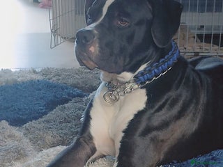 Mixed Breed dogs - Advert 1