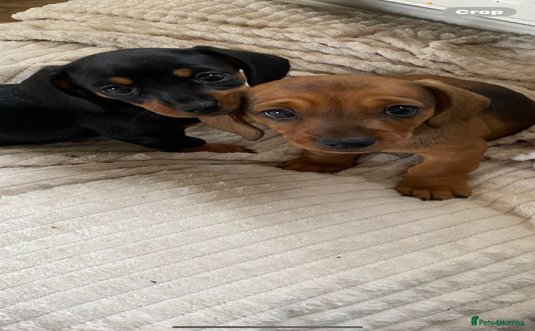 Dachshund dogs - Advert 14