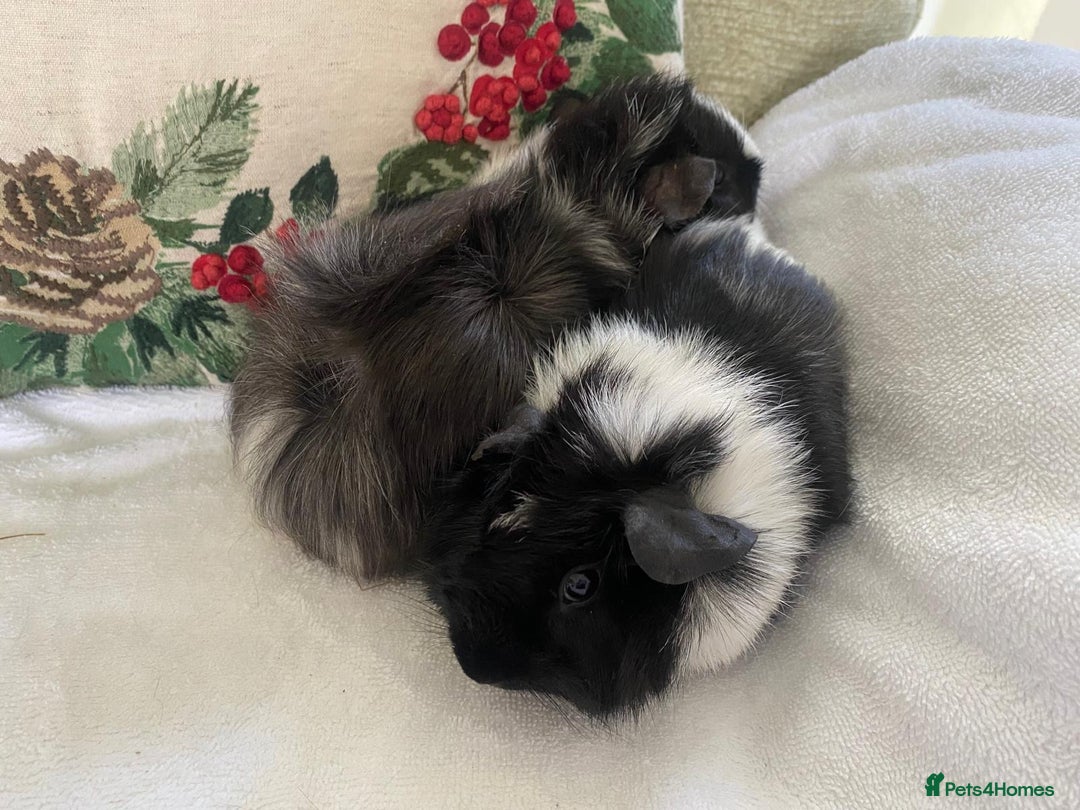 Guinea Pig rodents for sale: RESERVED 2x beautiful baby guinea GIRLS - Advert 1