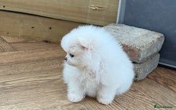 Pomeranian dogs for sale: KC Reg show quality Poms, 5 🌟 homes Only - Image 4