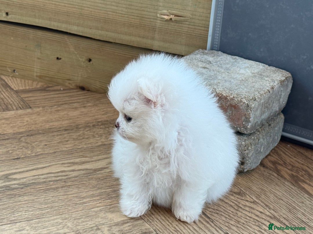 Pomeranian dogs for sale: KC Reg show quality Poms, 5 🌟 homes Only - Image 4