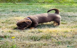 Lancashire Heeler dogs for sale: 6 Pedigree Lancashire Heeler Dogs for sale. - Image 20