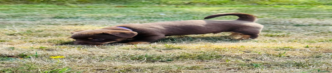 Heartrium Yogi Bear